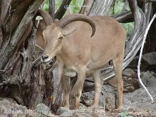 گوسفند بربری